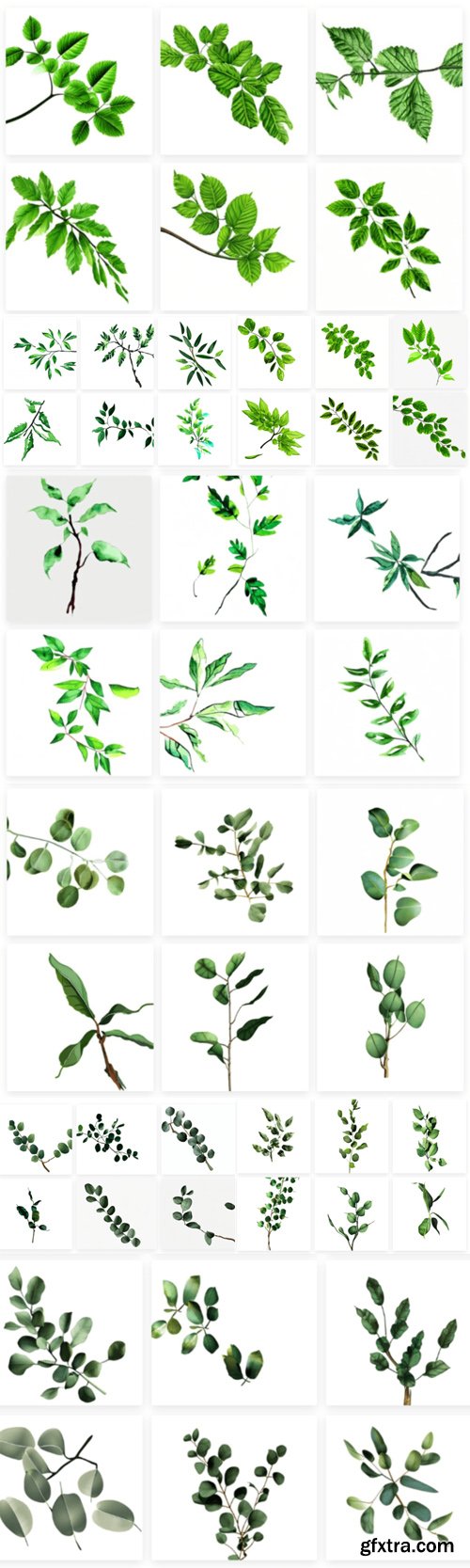 Eucalyptus Leaves PNG Collection Eucalyptus Leaves PNG Collection