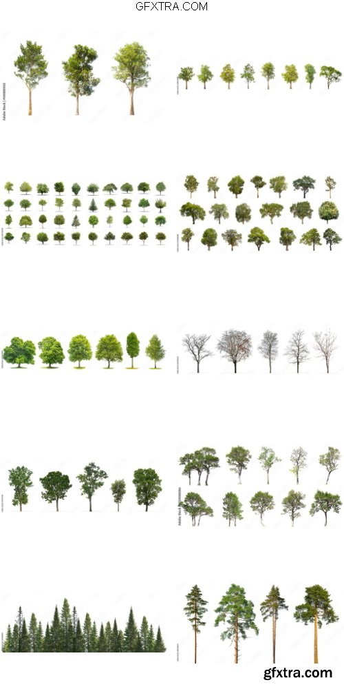 Tree Isolated Pack 12xJPG Tree Isolated Pack 12xJPG