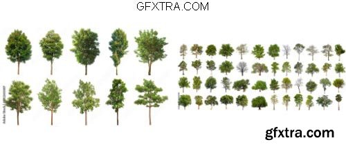 Tree Isolated Pack 12xJPG