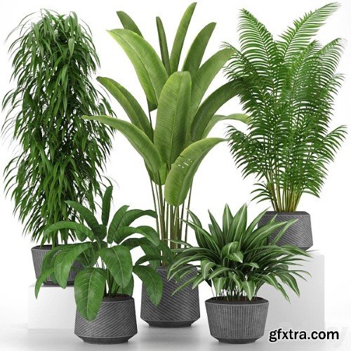 Plants Collection 005