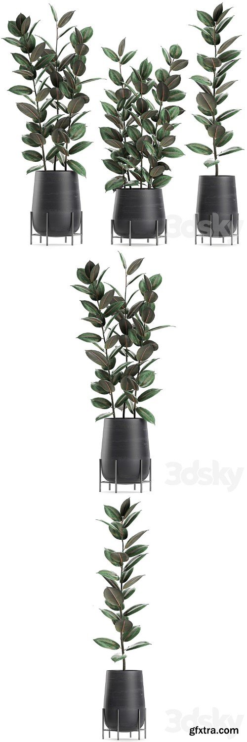 Collection of plants 628. Black pot, indoor plants, flowerpot, loft, office plants, flowers, Ficus elastica, Ficus rubbery
