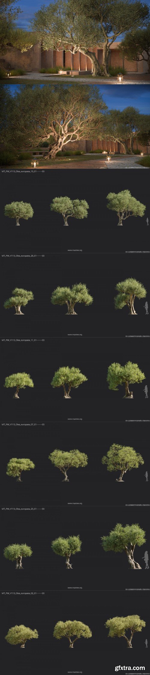 Maxtree - Plant Models Vol. 113 Maxtree - Plant Models Vol. 113