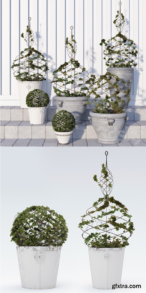 Pottery Barn / Live Ivy Spiral Topiary