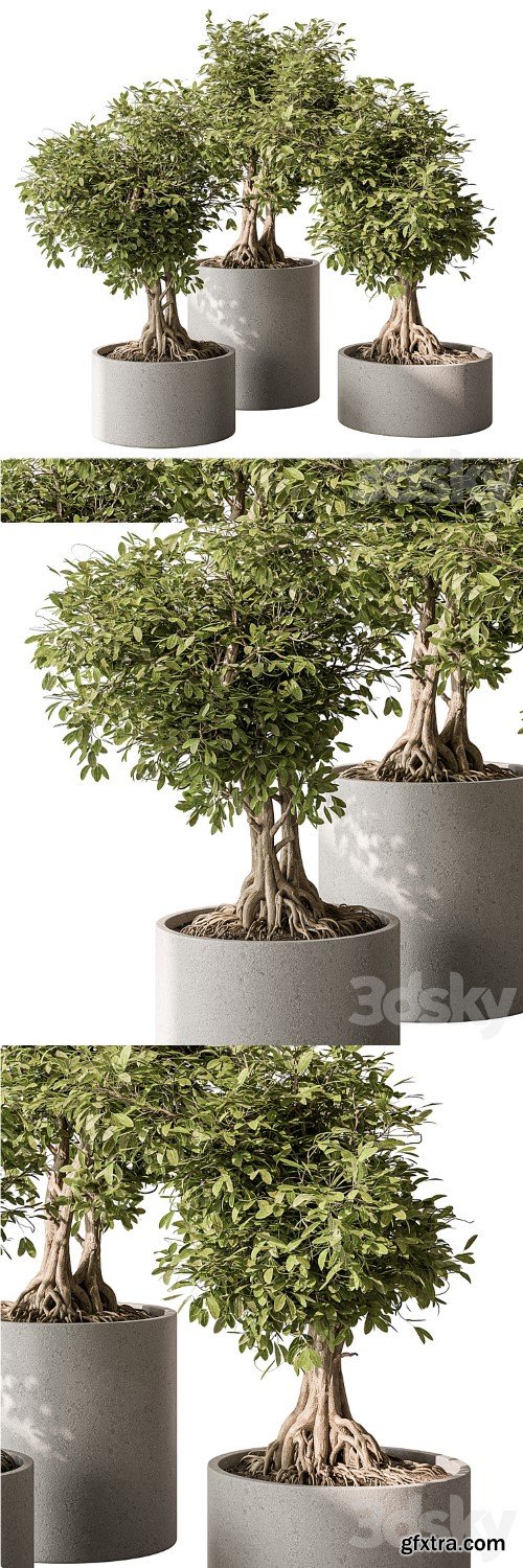 indoor Plant Set 440 - Bonsai