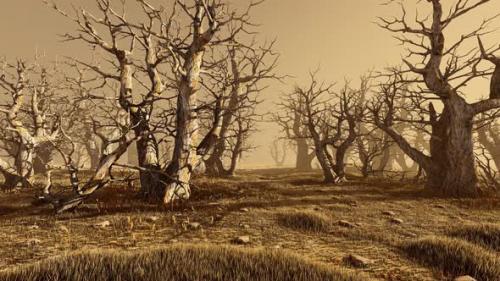Videohive - Panorama of an old forest in an arid climate - 47490707 - 47490707