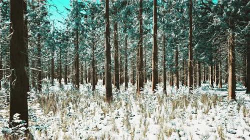 Videohive - Winter Landscape with a Coniferous Forest in Beams of Sunset - 47640008 - 47640008