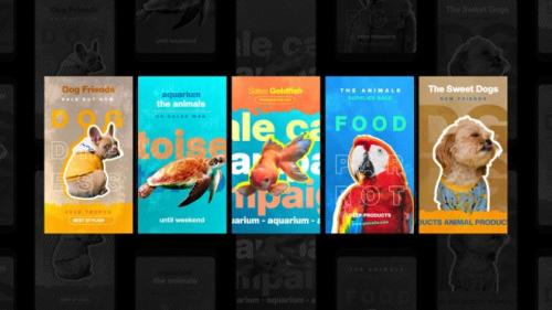 MotionArray - Pet Shop Social Stories - shop