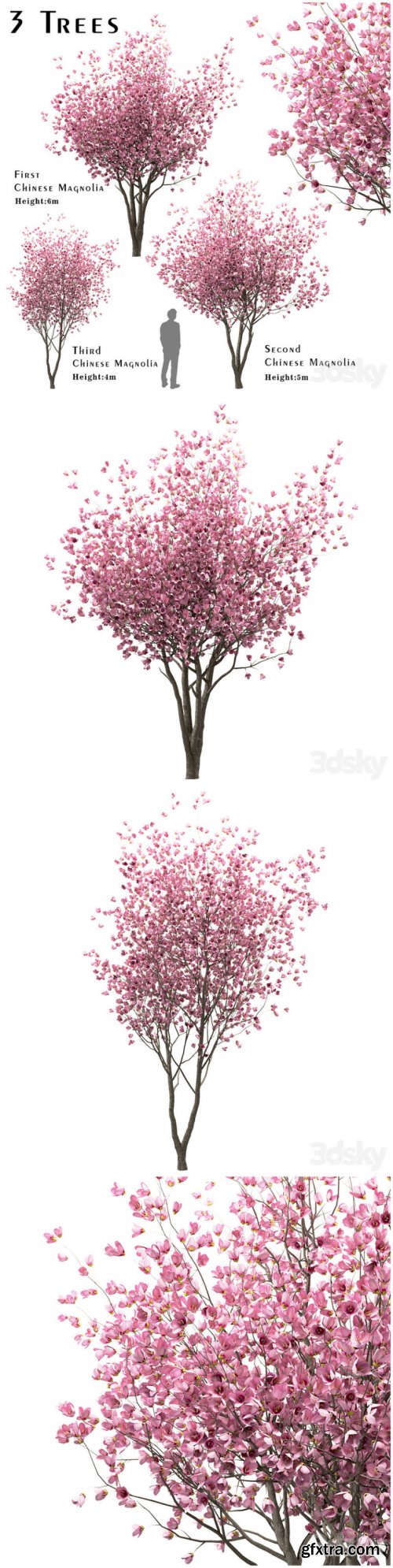 Set of Chinese Magnolia Trees (Saucer Magnolia) (3 Trees) 