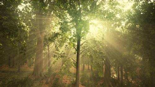 Videohive - Summer Fog in the Forest - 47787568 - 47787568