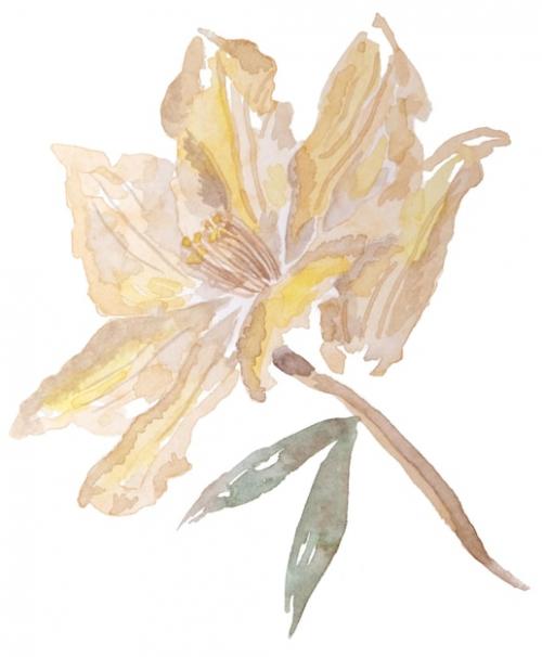 Premium PSD | Hand drawn watercolour botanical pattern Premium PSD