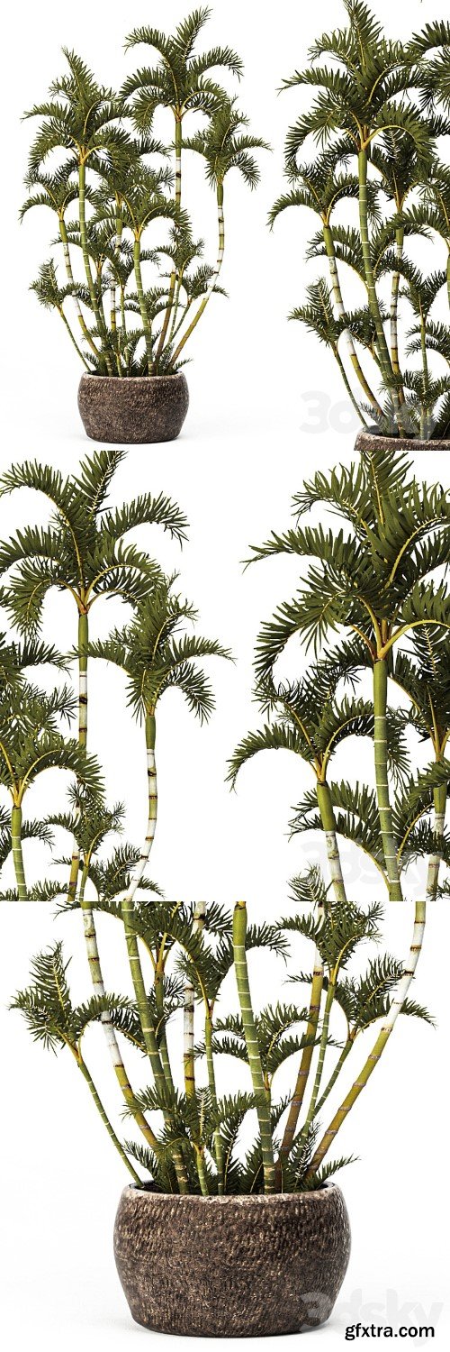Roystonea, decorative palm tree, outdoor flowerpot, pot, bushes, tropical, exotic