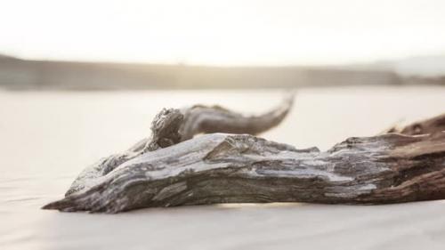 Videohive - Piece of an Old Root is Lying in the Sand of the Beach - 48099566 - 48099566