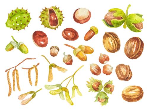Abstract watercolor collection of autumn nuts, seeds and beans. Hand drawn nature design elements isolated on white background. 647202916