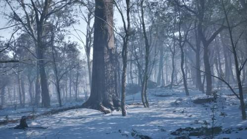 Videohive - Frosty Winter Landscape in Snowy Forest - 48098808 - 48098808