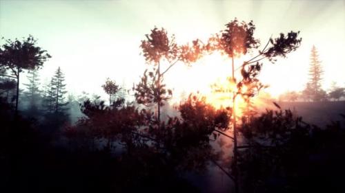 Videohive - Stunning Sunset Light Illuminating Pine Tree Branch - 48195052 - 48195052