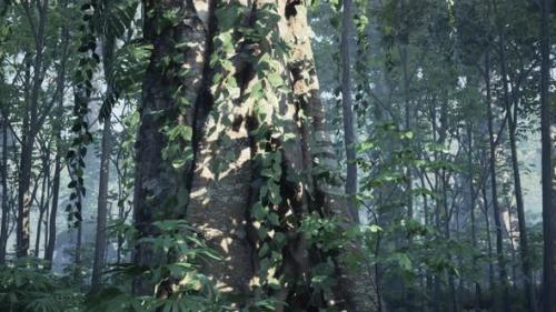 Videohive - Sun Rays Deep in the Rain Forest - 48195260 - 48195260