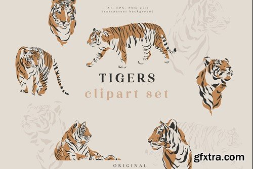Tigers Illustrations Portrait Vector Set HJ86FPE