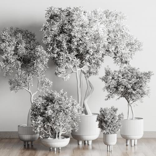 Collection Indoor Outdoor plant 118 vase concrete pot tree corona