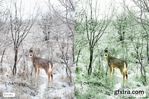 Cinematic Forest Lightroom Presets Y4BBJ57 Cinematic Forest Lightroom Presets Y4BBJ57