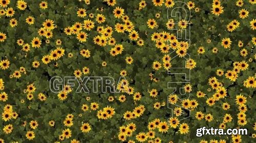 Sunflower Grow Background 1434937