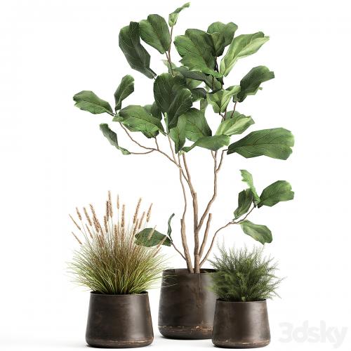 A collection of potted plants with a small Ficus lyrata tree with large leaves. Set 971.