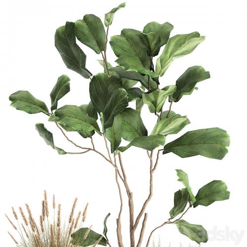 A collection of potted plants with a small Ficus lyrata tree with large leaves. Set 971.
