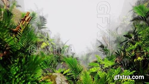 Through A Foggy Jungle Loop 1624539 Through A Foggy Jungle Loop 1624539