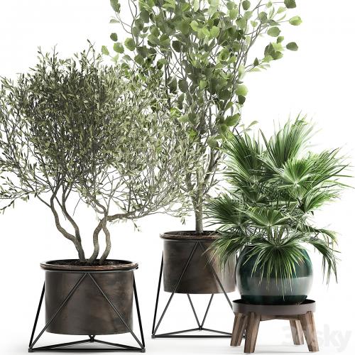 Collection of plants in pots with Olive tree, ficus, fan palm, hazel, linden. Set 975.