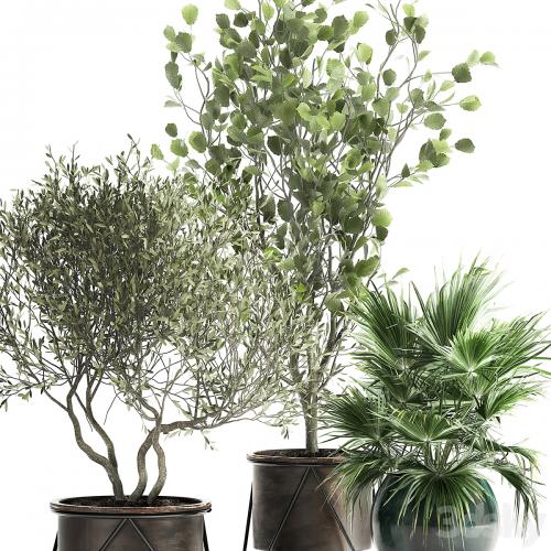 Collection of plants in pots with Olive tree, ficus, fan palm, hazel, linden. Set 975.