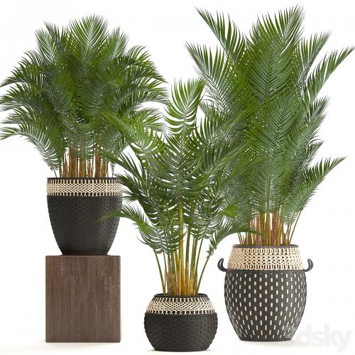 Collection of plants 218. Howea forsteriana, basket, rattan, palm tree, interior palm trees, eco style, design, natural decor, wicker