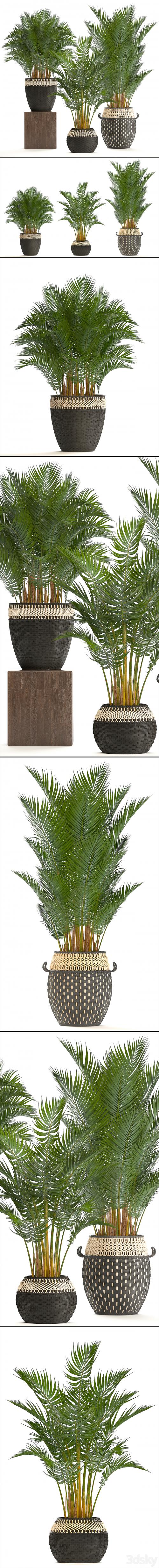 Collection of plants 218. Howea forsteriana, basket, rattan, palm tree, interior palm trees, eco style, design, natural decor, wicker