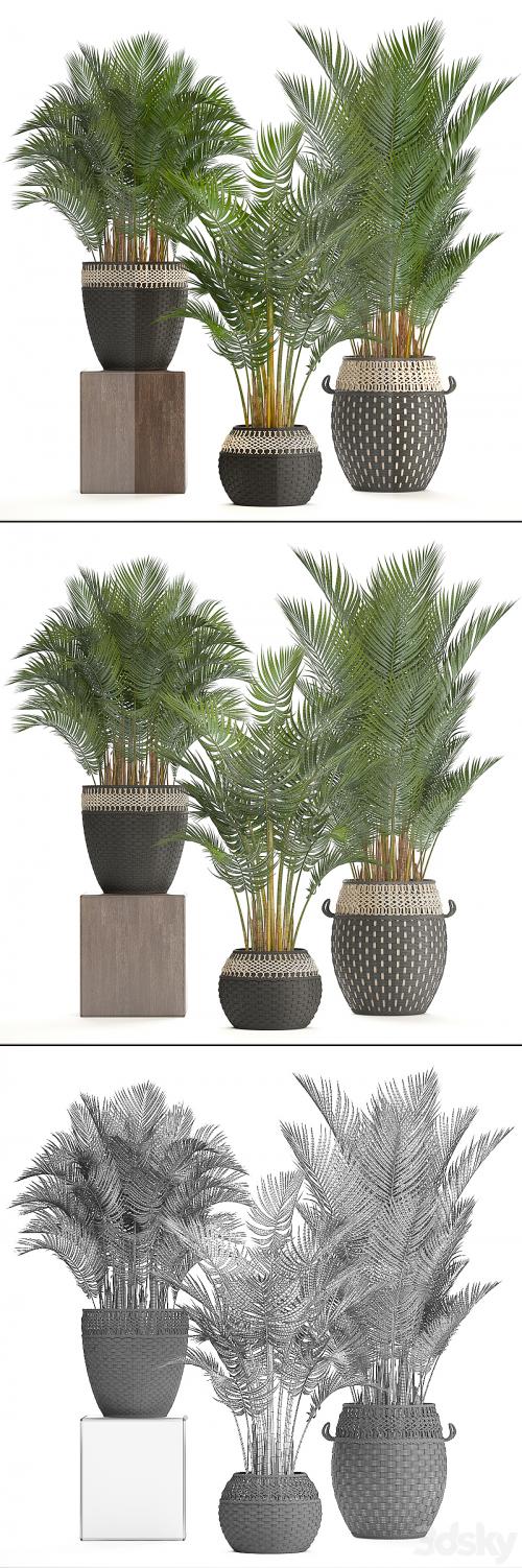 Collection of plants 218. Howea forsteriana, basket, rattan, palm tree, interior palm trees, eco style, design, natural decor, wicker
