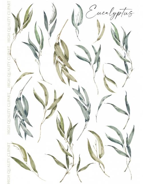 Watercolor Eucalyptus leaves clipart.