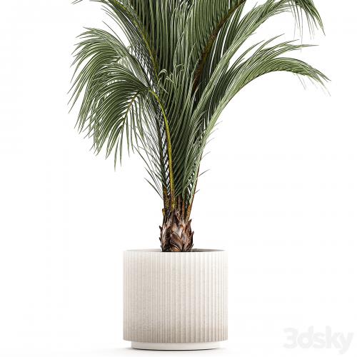 A beautiful indoor palm tree in a modern Areca pot, Hovea. 1225