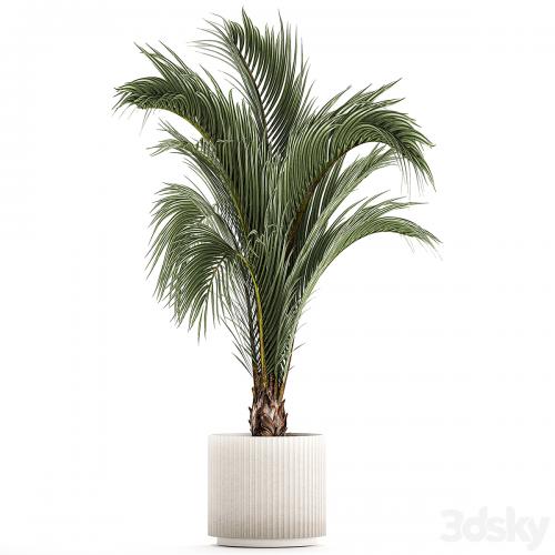 A beautiful indoor palm tree in a modern Areca pot, Hovea. 1225