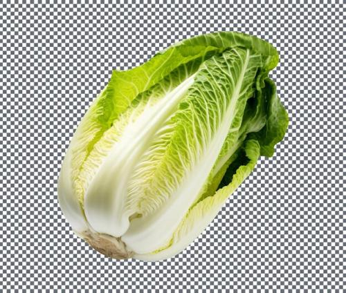 Fresh Napa Cabbage Isolated On Transparent Background