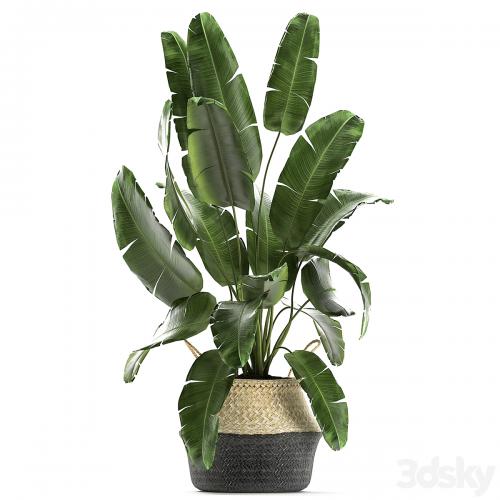 A collection of beautiful plants in black and white baskets with banana palm, Strelitzia, Ficus lirata, cactus. Set 861.