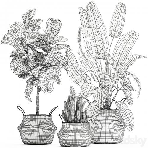 A collection of beautiful plants in black and white baskets with banana palm, Strelitzia, Ficus lirata, cactus. Set 861.