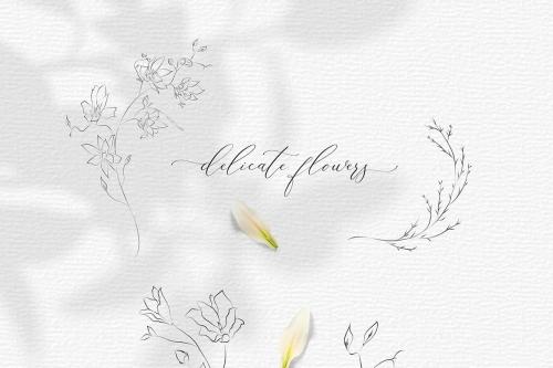 Line drawing botanical illustrations flowers