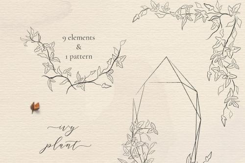 Line drawing Ivy plant illustrations Florals