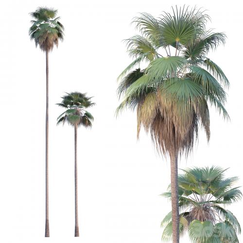 Palm Tree - Washingtonia robusta