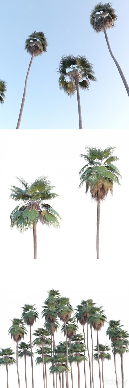 Palm Tree - Washingtonia robusta