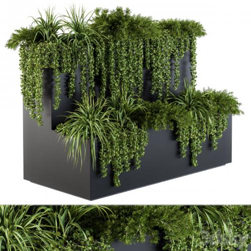 ivy plants in box - Set 61