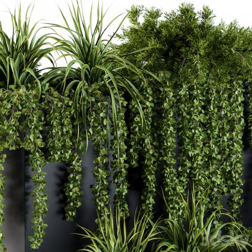 ivy plants in box - Set 61