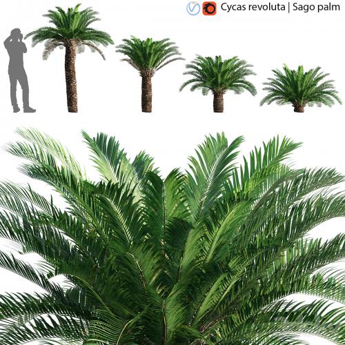 Cycas revoluta - Sago palm - 02
