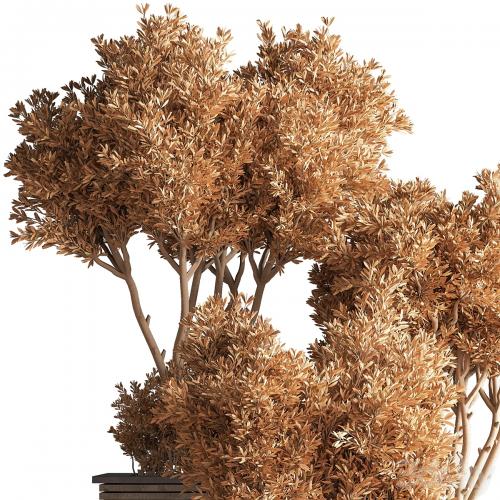 Outdoor_Plants_tree_22 Outdoor_Plants_tree_22