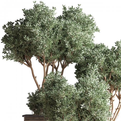 Outdoor_Plants_tree_22 Outdoor_Plants_tree_22