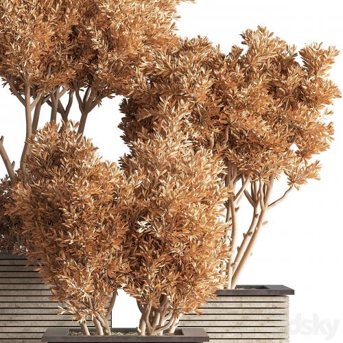 Outdoor_Plants_tree_22 Outdoor_Plants_tree_22