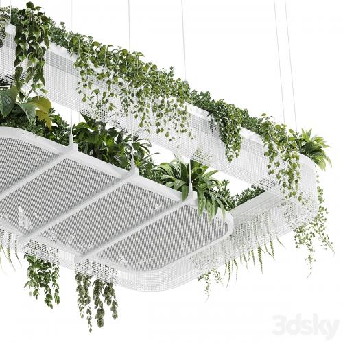 Hanging plants - indoor plant 323 corona