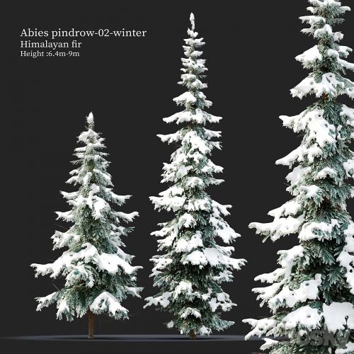 Abies pindrow-winter-02